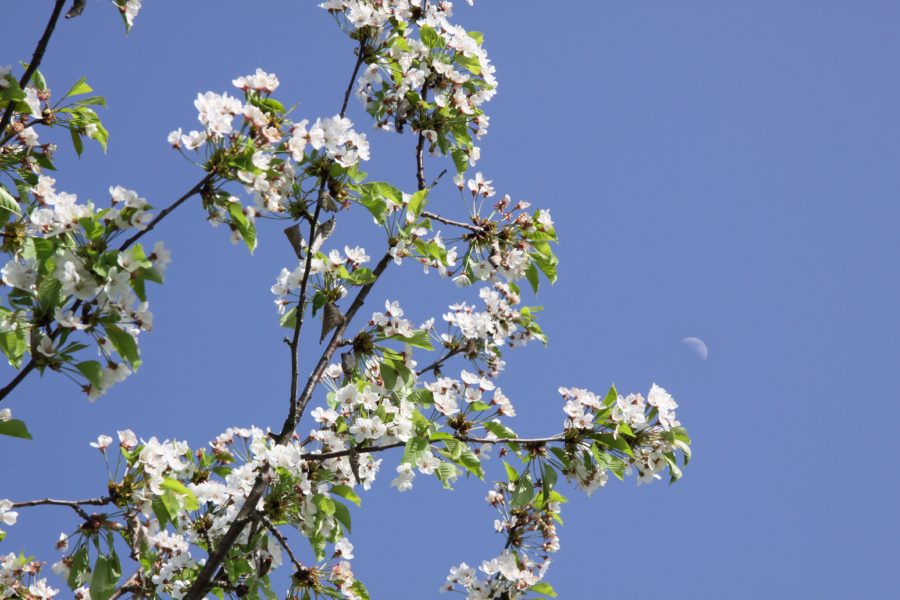 fiori-ciliegi-Valtidone-Verde-e1462744508394