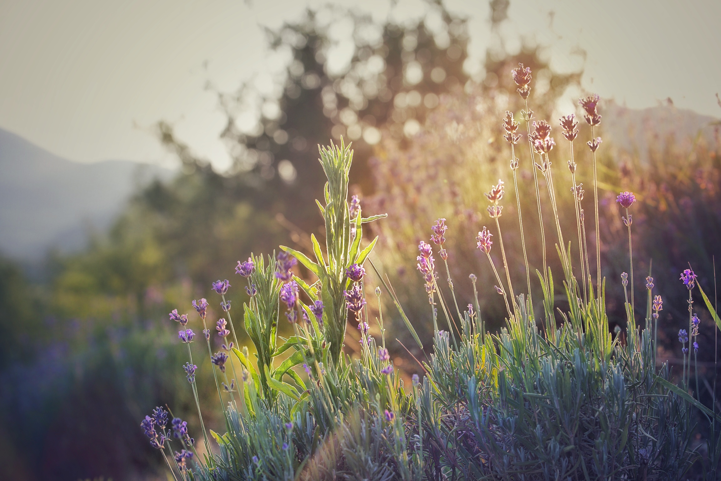 LavandaTramonto.jpg